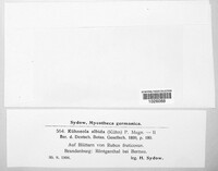 Kuehneola uredinis image